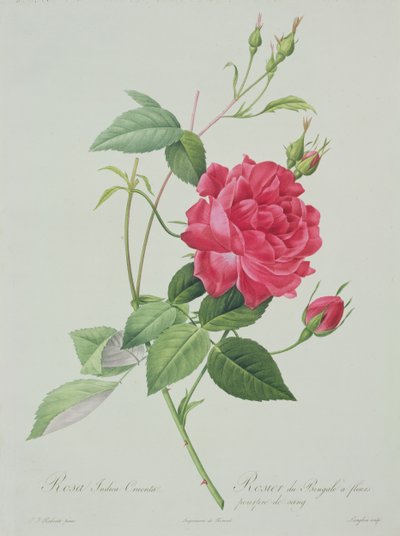 Rosa indica cruenta (blood-red Bengal rose), engraved by Langlois, from 